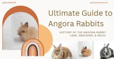 Angora Rabbits Guide