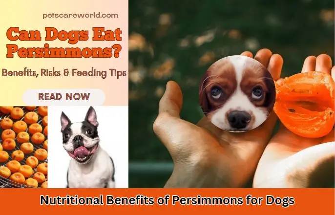 Photo inspiration: Canines Eating Persimmon Seeds Reference: Can Dogs Eat Persimmons The Surprising Benefits And Risks