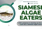 siamese algae eater size