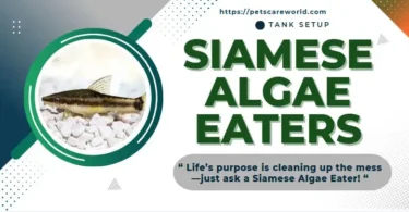 siamese algae eater size