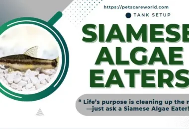 siamese algae eater size