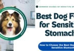 best dog food for sensitive stomach