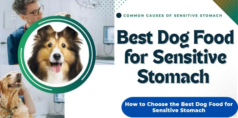 Picture Idea: Best Dog Food For Sensitive Stomach The Ultimate Guide